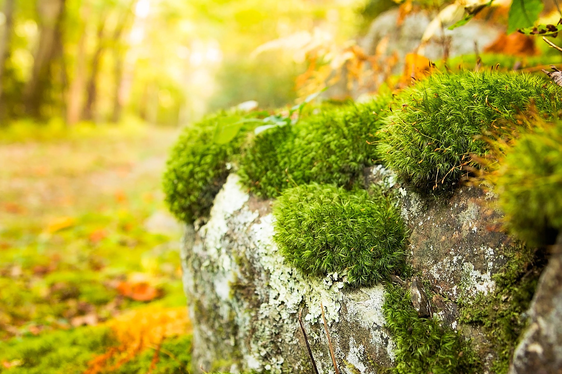 green moss growing on rocks in a woods